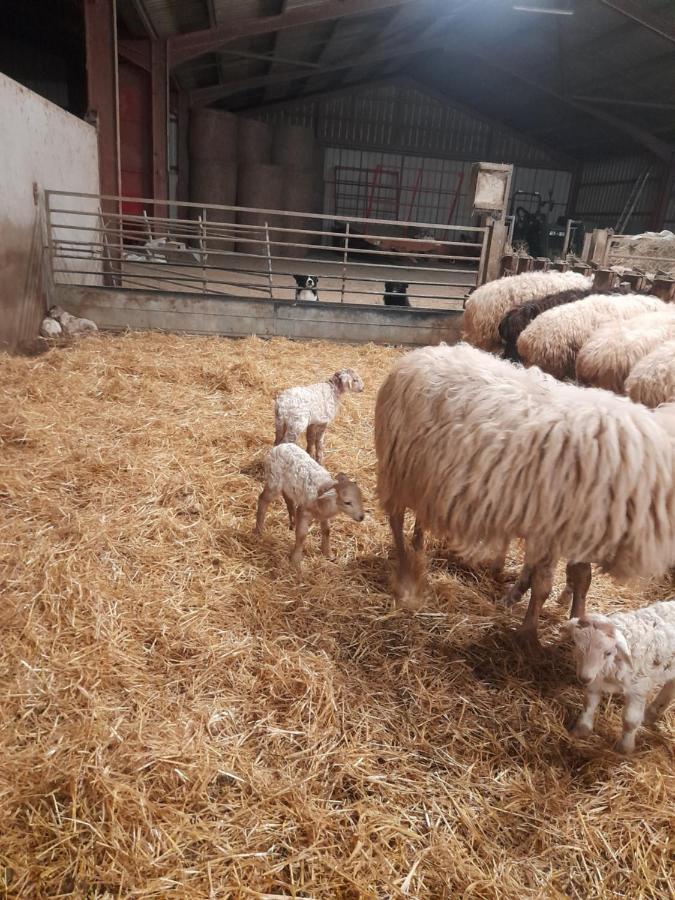 Gite A La Ferme Larranda Suhescun エクステリア 写真